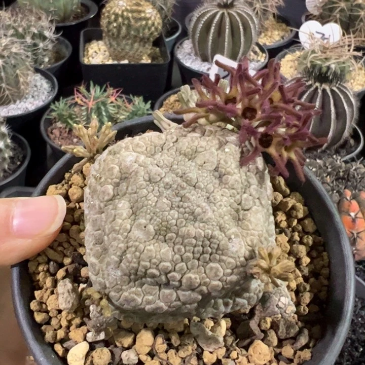 实生凝蹄玉仙人球仙人球