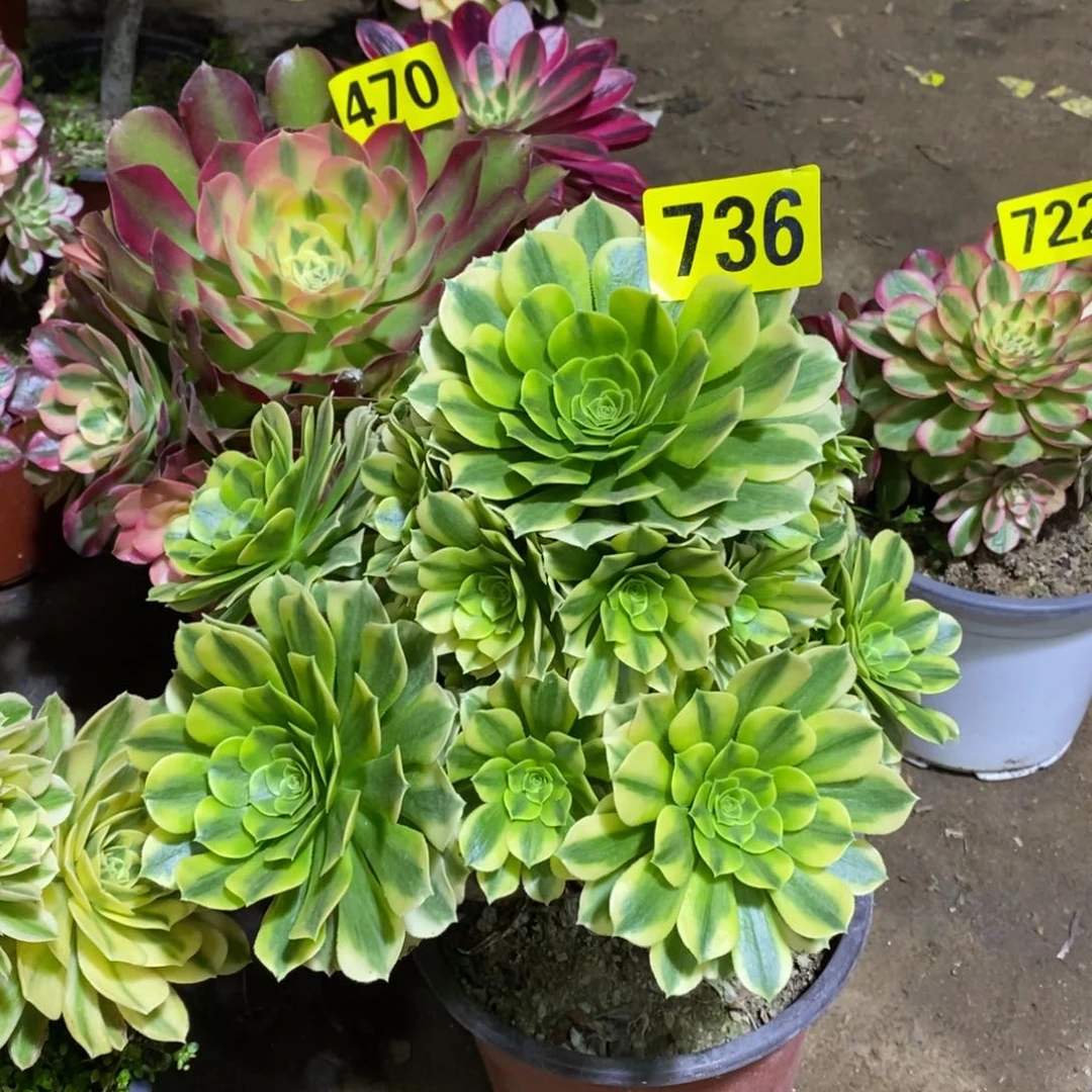 金丝翡翠多肉法师736