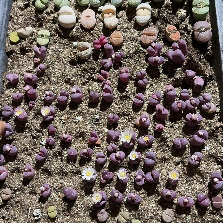 生石花等多种111。   650