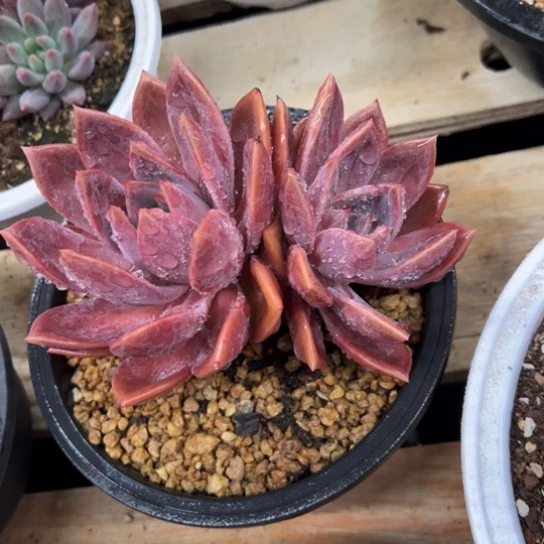 红唐卡 老桩 夏鸣园艺