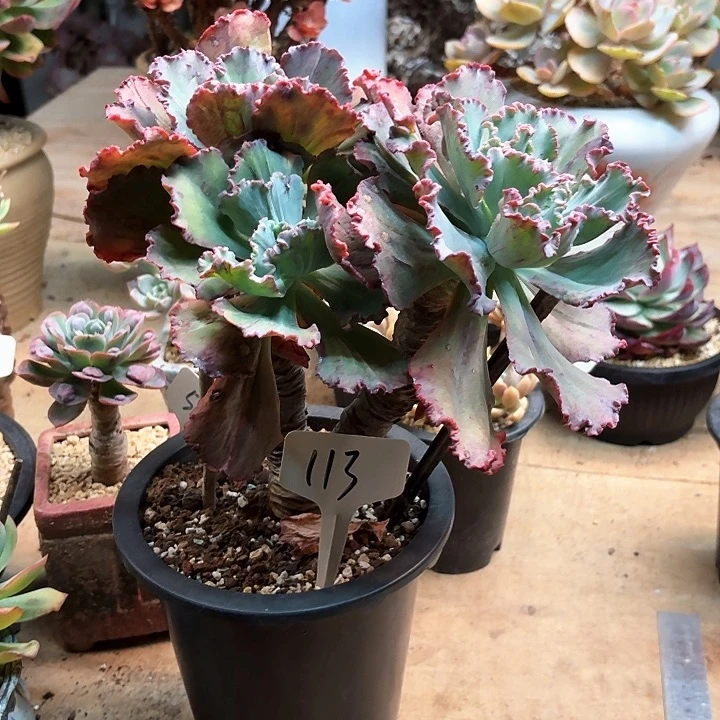 多肉植物，舞会红群113号