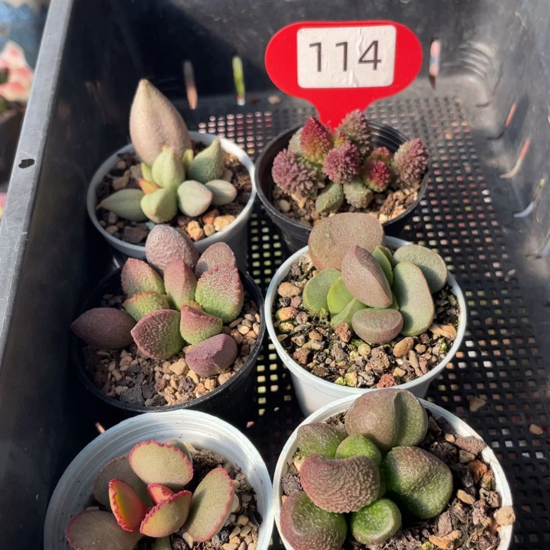 新人福利套餐。