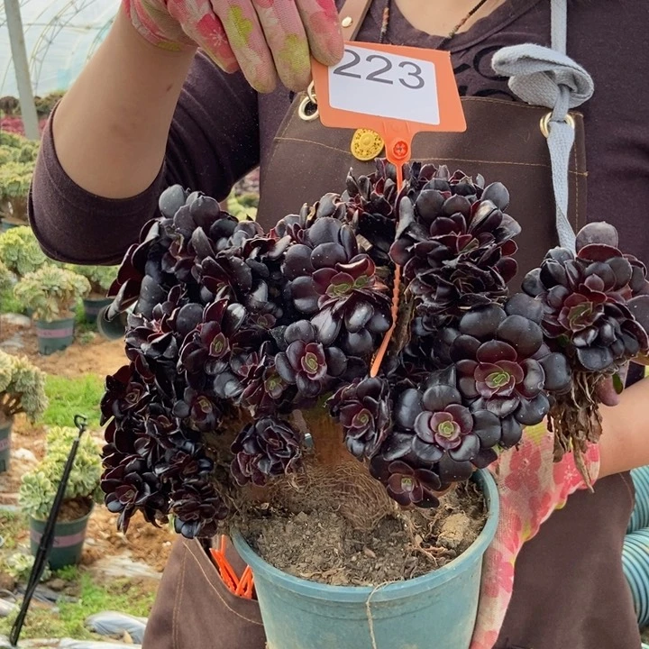 223欧紫缀化老桩朵朵