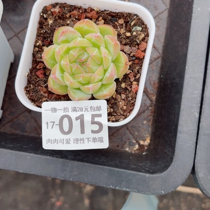 雪花珍妮无盆土无盆土发货