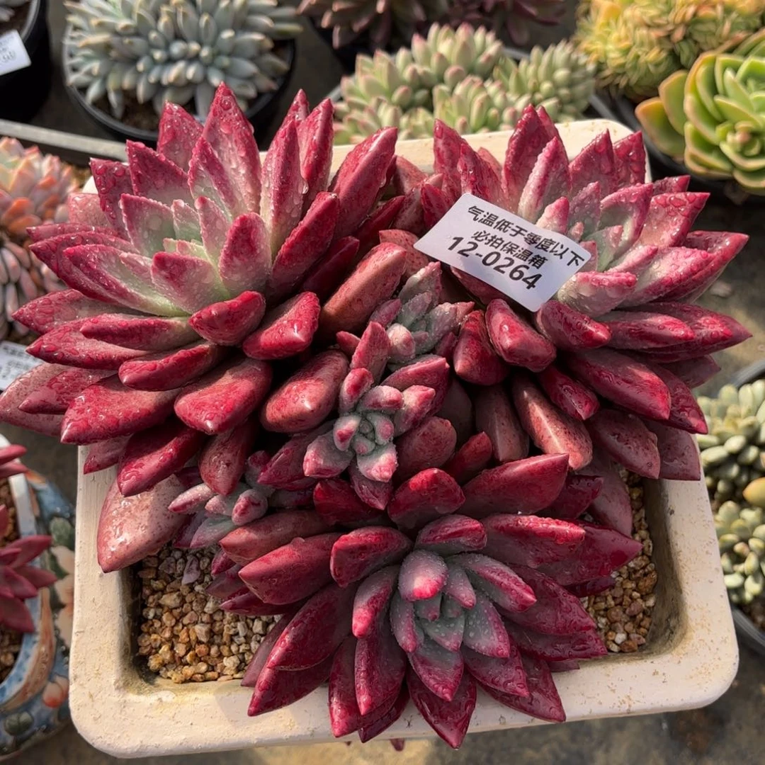 0264赫菲虞美人多肉植物