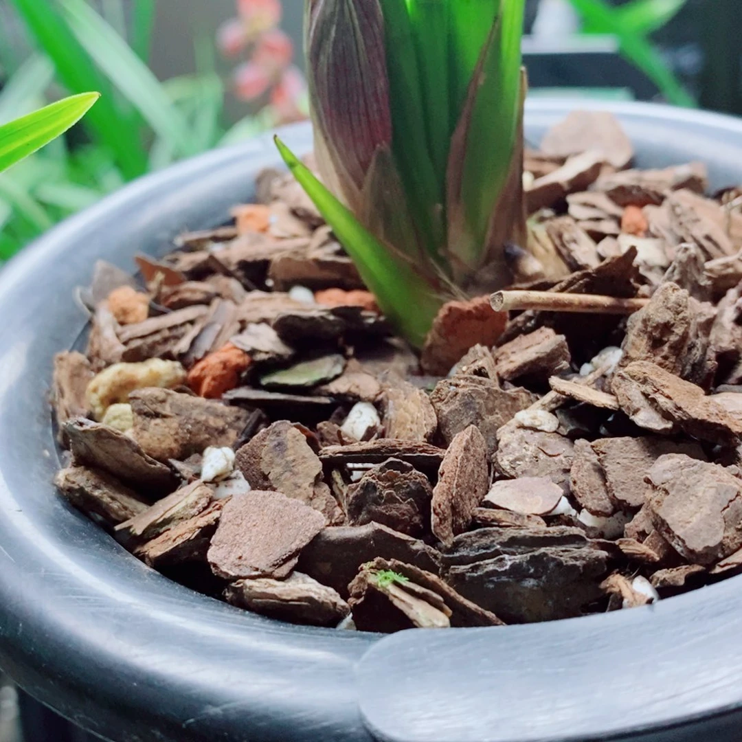 大部分花苞少量开放