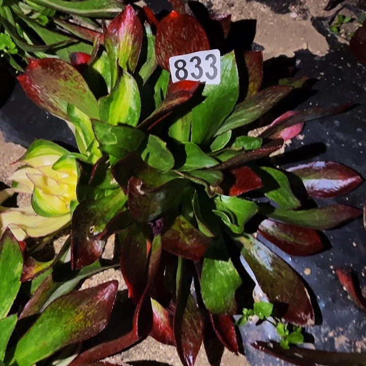 833魅影七彩多肉植物处理不售后