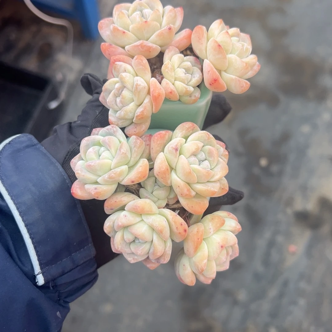 美***店俩个四头冰玉带盆0000000