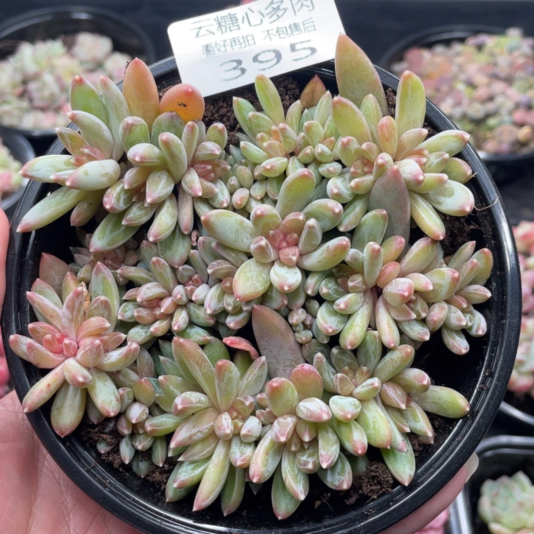 云糖心多肉植物395