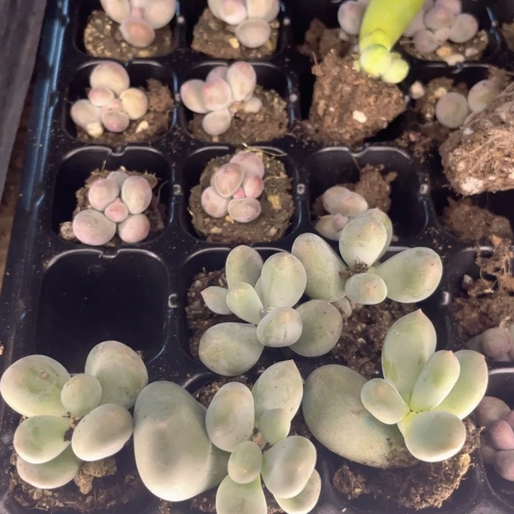套餐5颗一组满18包邮