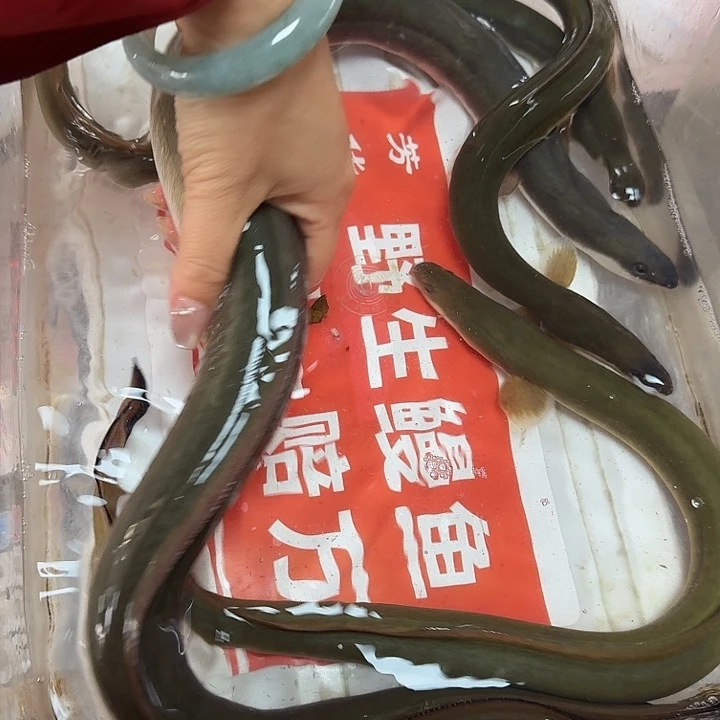 野生鳗鱼包活到家