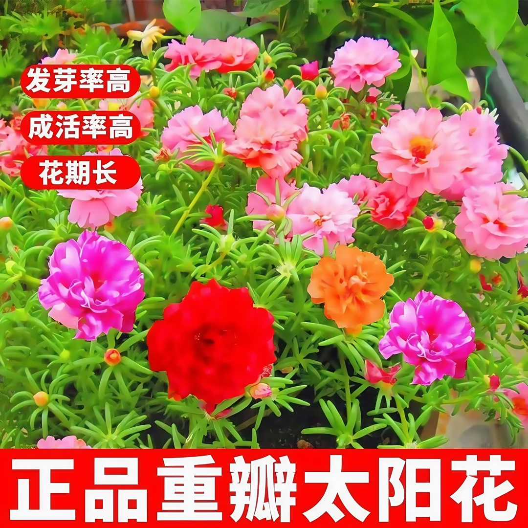 【3.8-3包】重瓣太阳花种子易活四季开花室外庭院花园花种籽子