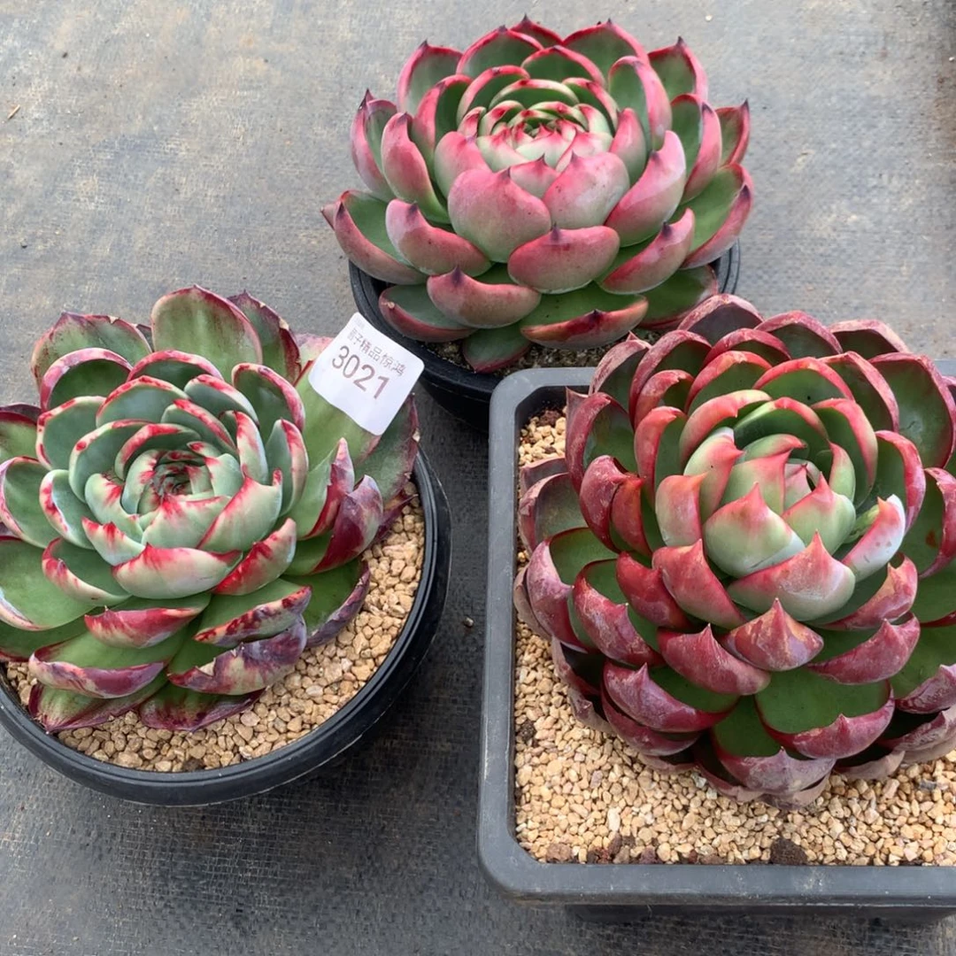 3021一物一拍3克14厘米