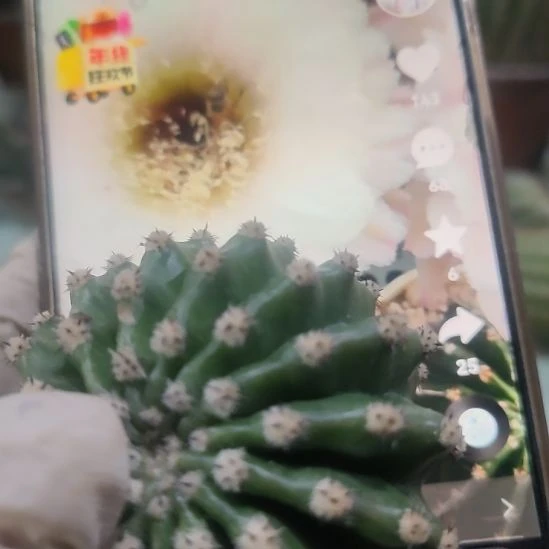 仙人球彩草黑美人侧芽