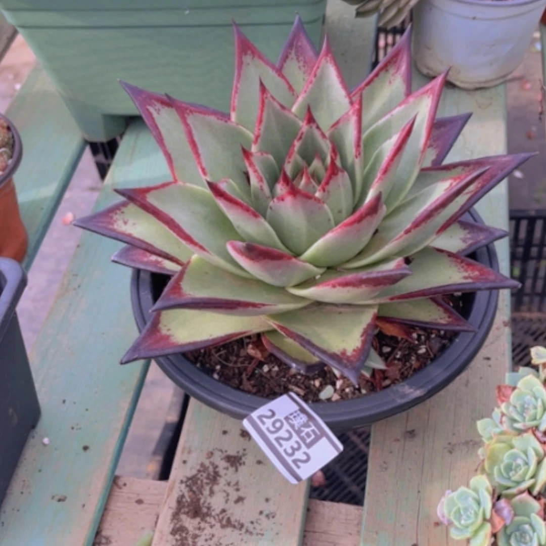 【闪购商品】黑檀汁29232