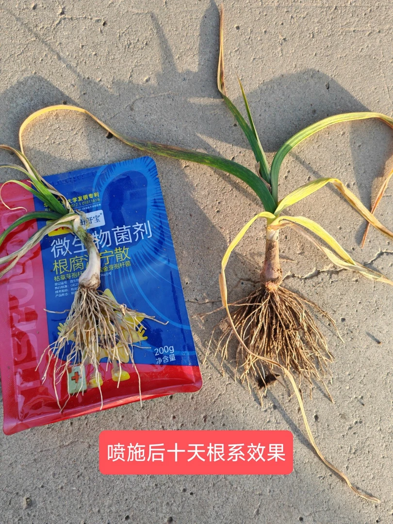 根腐消宁散 祛根腐强根系 专利微生物菌剂
