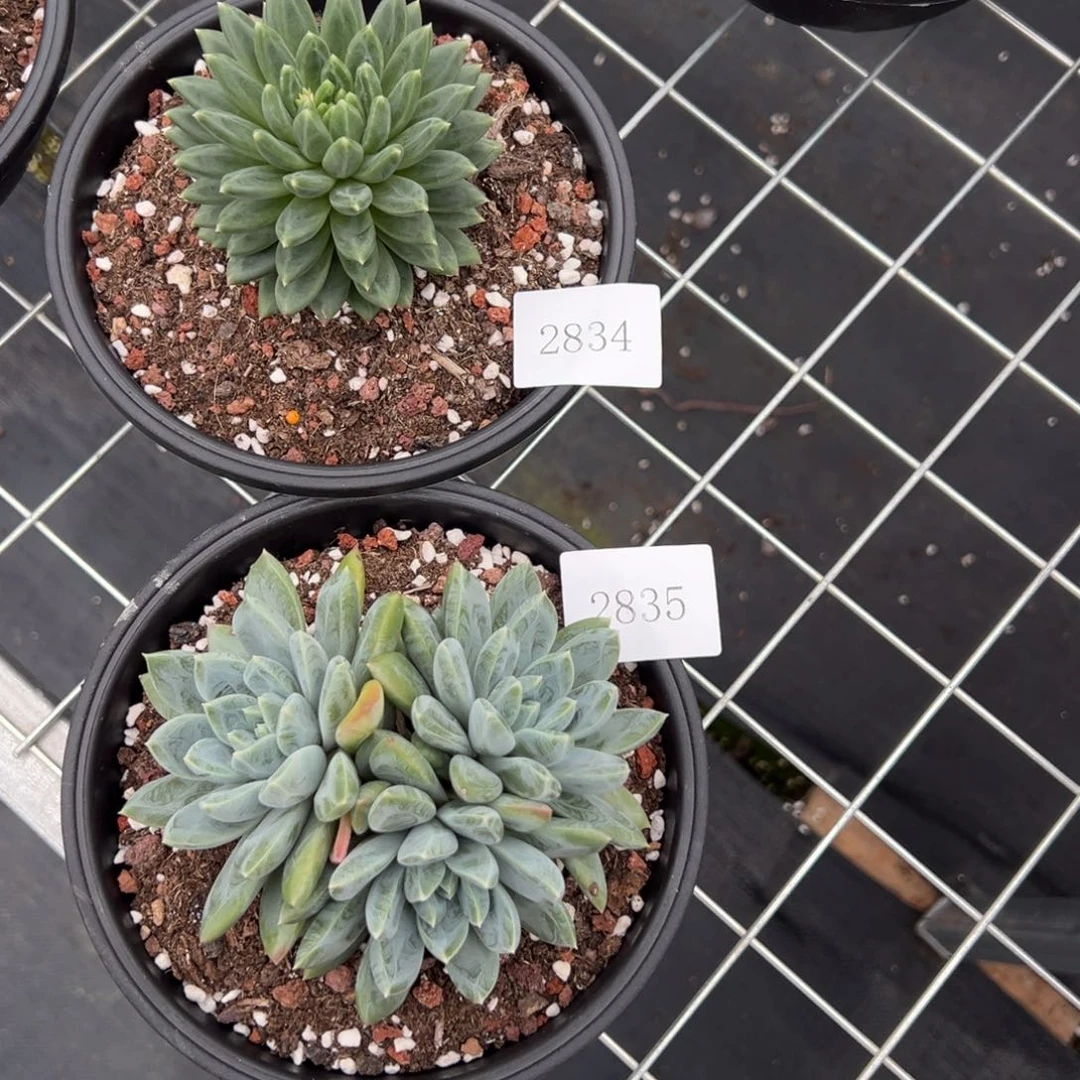 用****22834 2835不包整肉肉肉肉肉肉