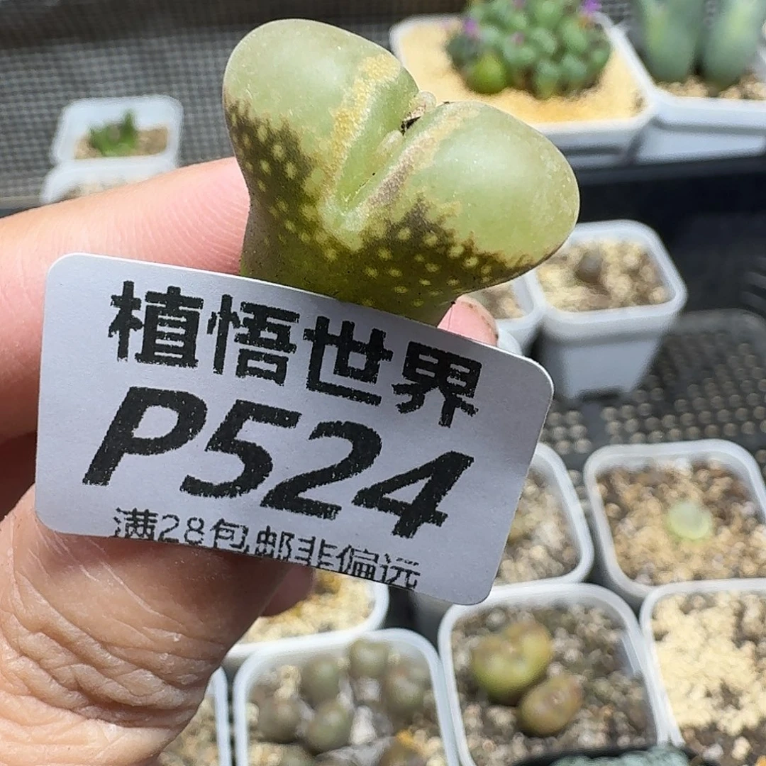 多肉植物的人ghhjj