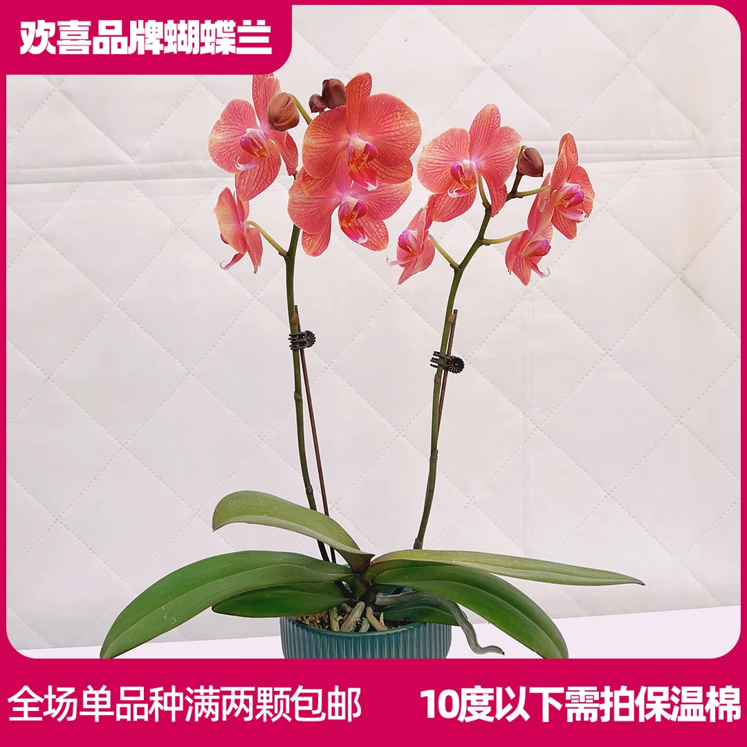 【彩月】精品蝴蝶兰鲜花绿植室内花盆景