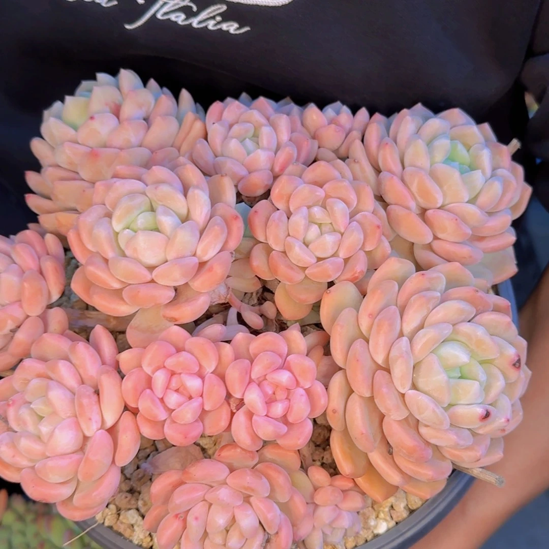 x***y多肉植物和植物的生长