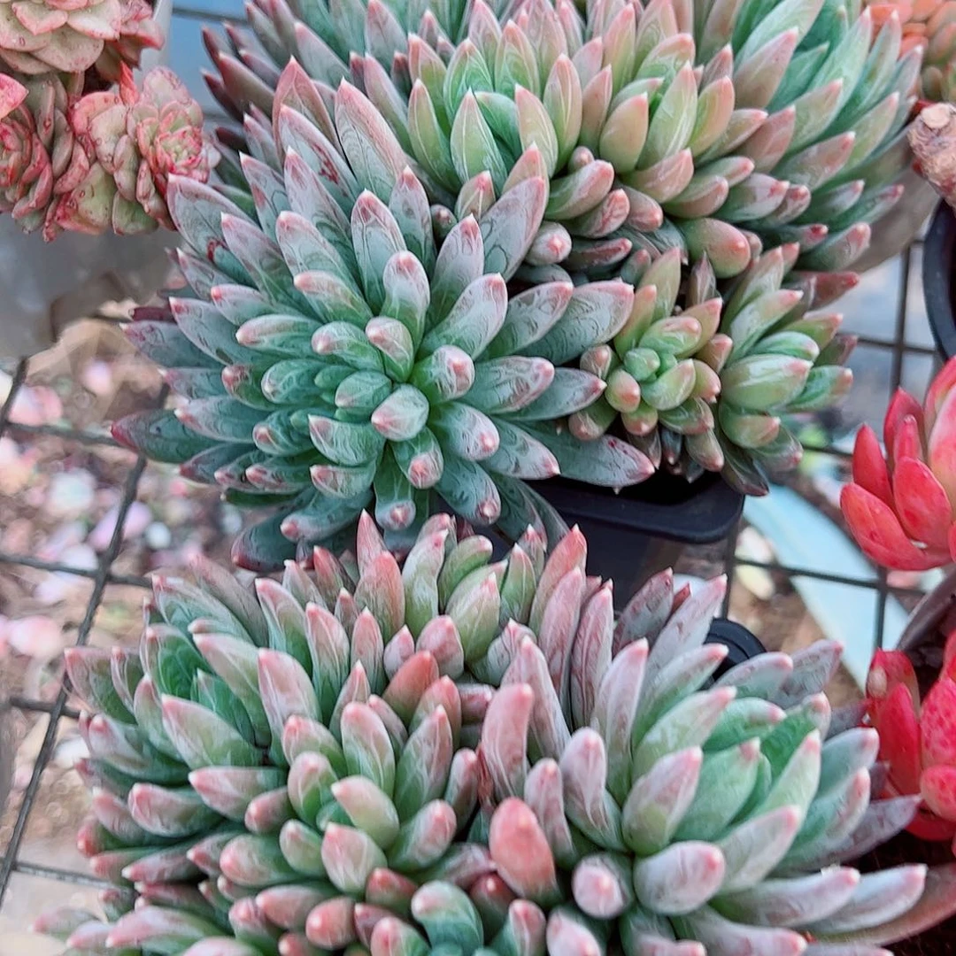 炫彩心多头群生精品