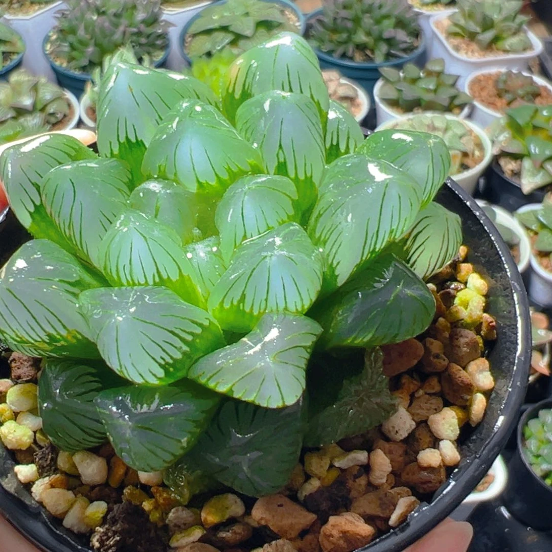 单头翡翠玉露多肉万象盆