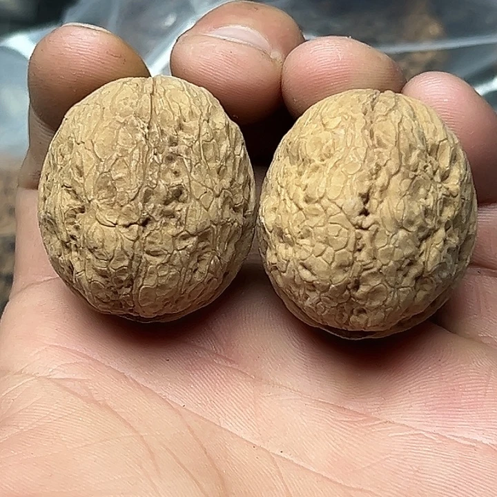 核桃59号蛇皮纹元宝39尺