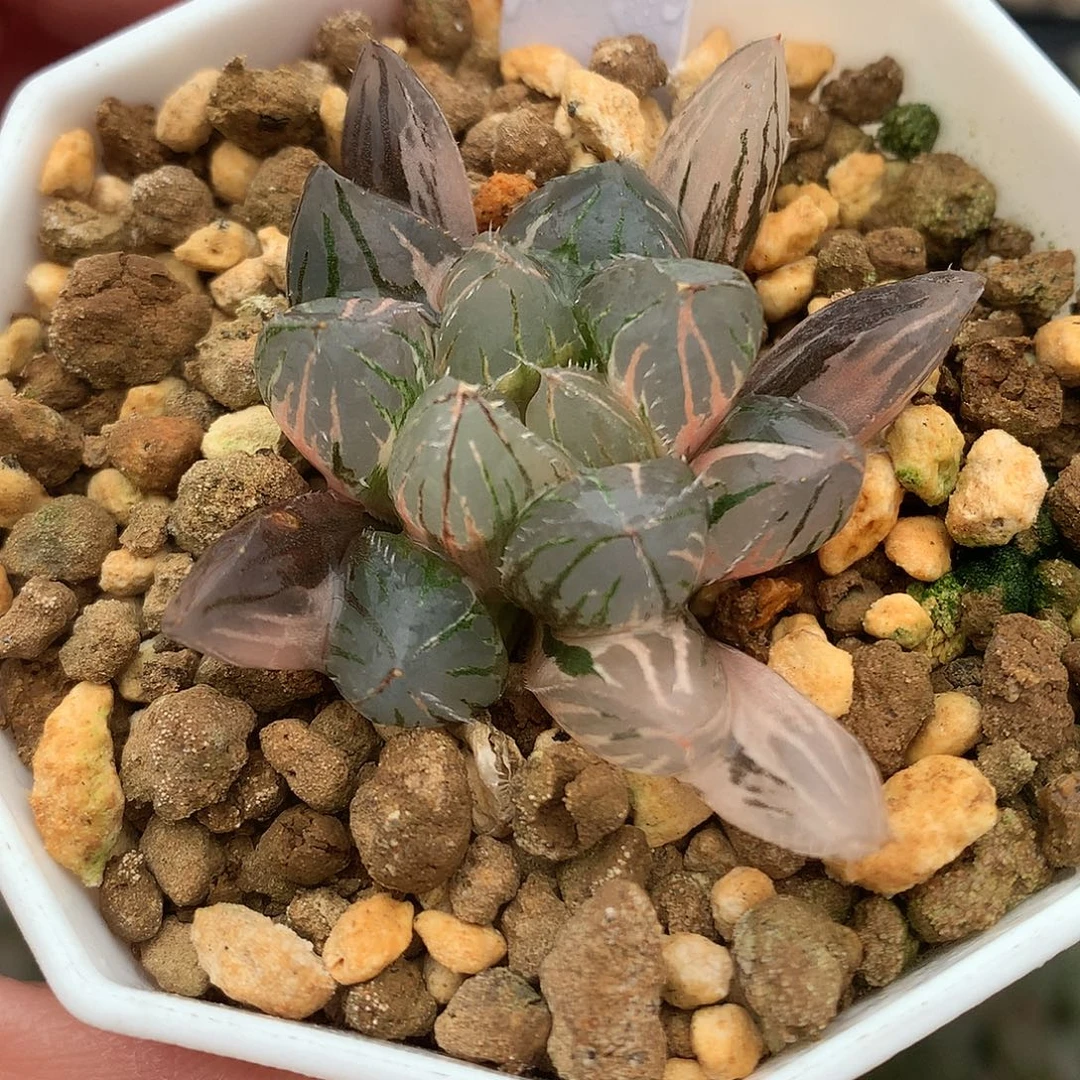 50号玉露锦带盆土