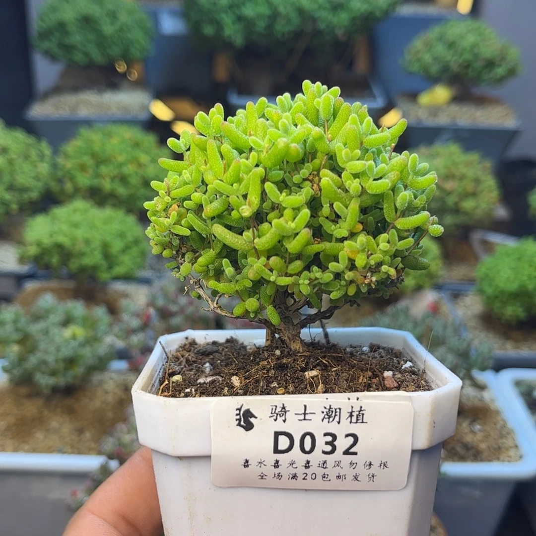 032蜜橘糖球枝干番杏