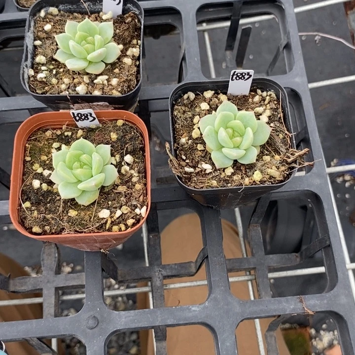 上盆甜心883一个多肉