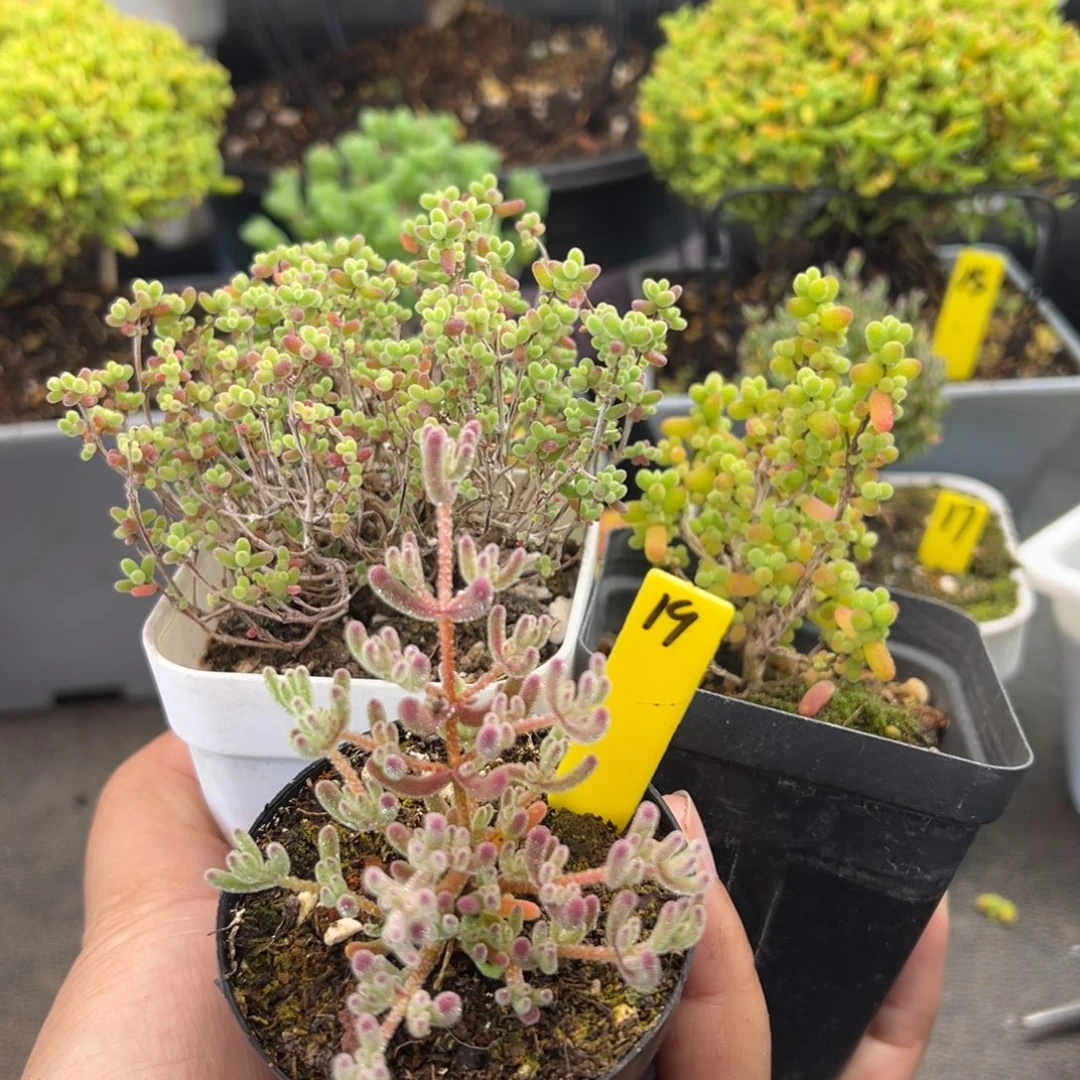 福利套餐19号冰紫蜜橘金桔