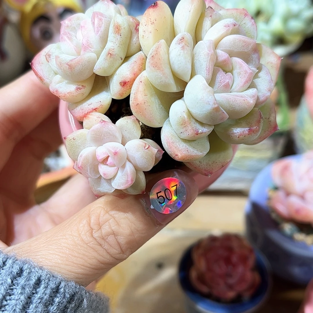 507 多肉含盆土30元包邮除偏远