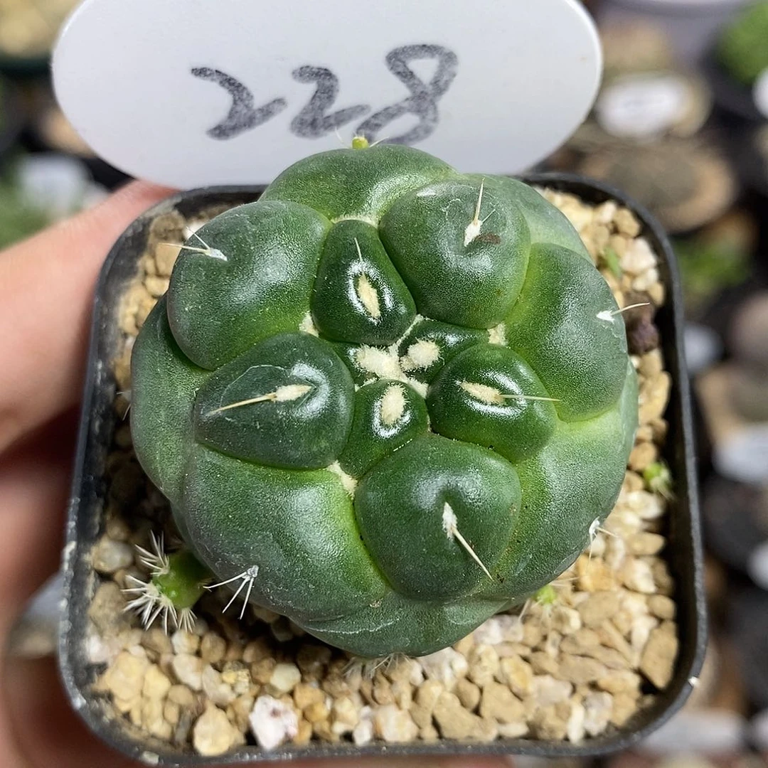 228号无刺天眼象牙4cm