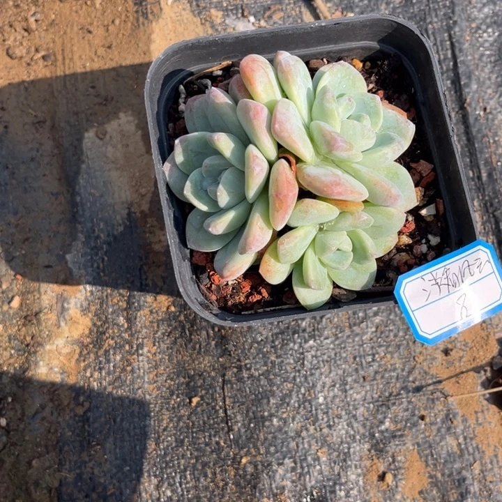 淡***云冰玉多肉十方盆，，，