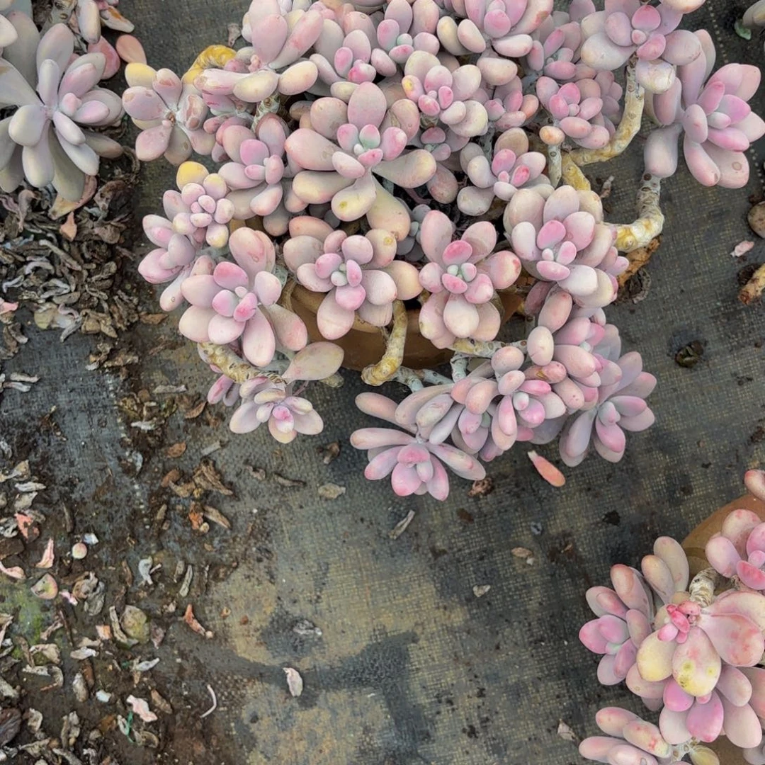 石***鱼桃蛋51.8。           ，