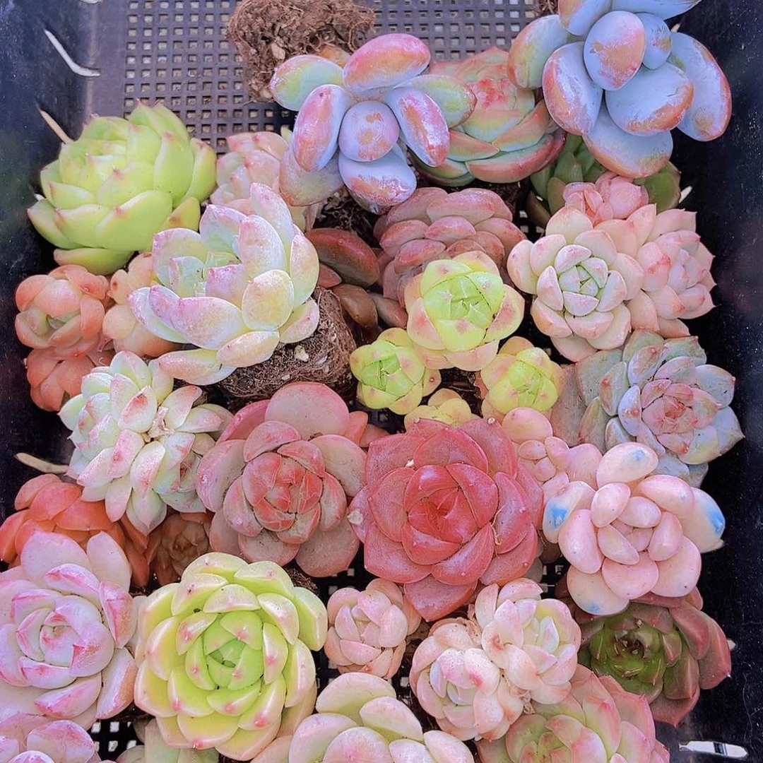 0000001量拍保底20颗