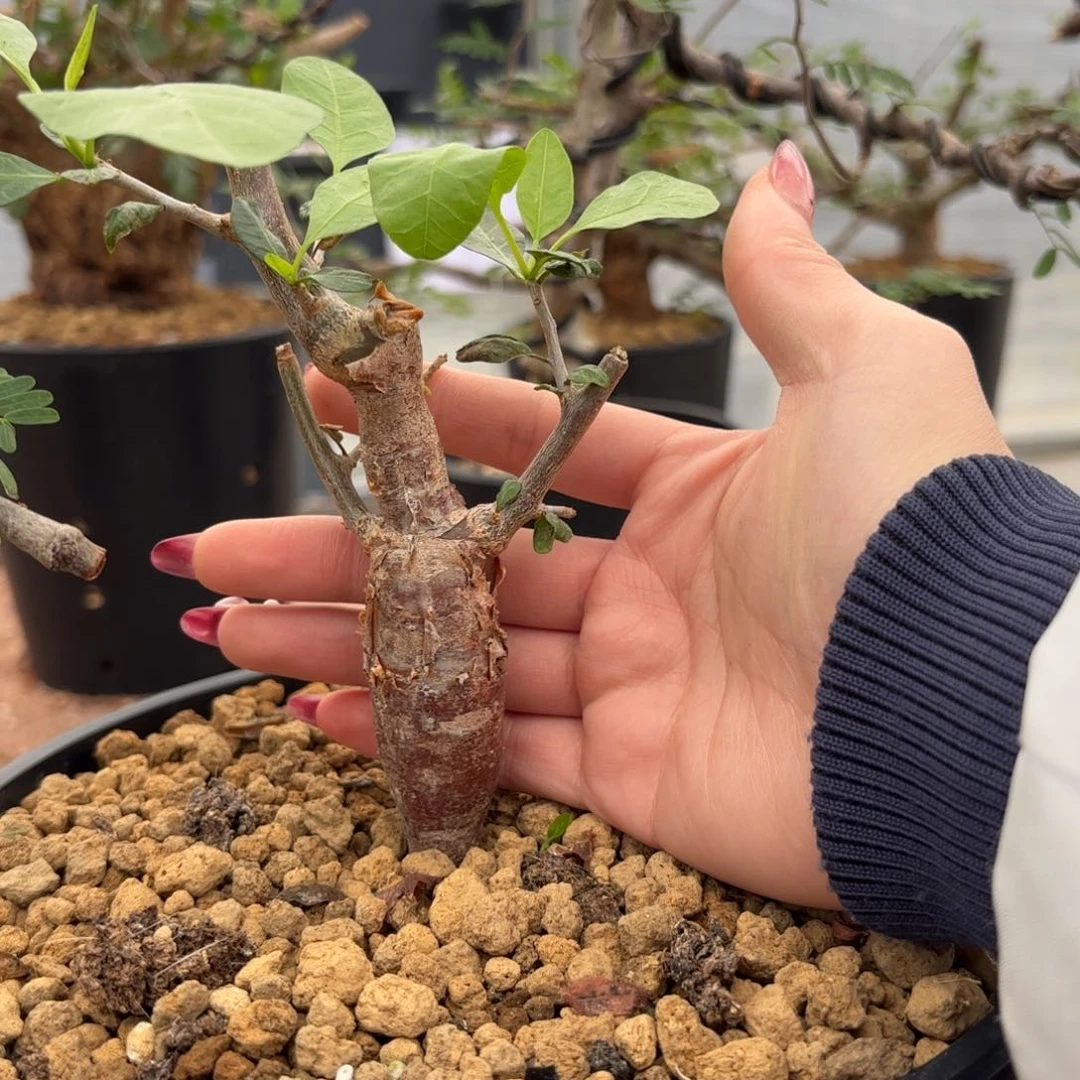 舍特利裂榄带盆土