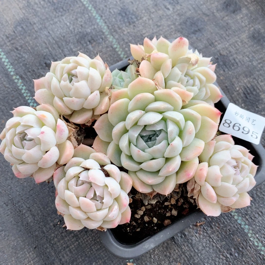 8695杂交多肉植物基地