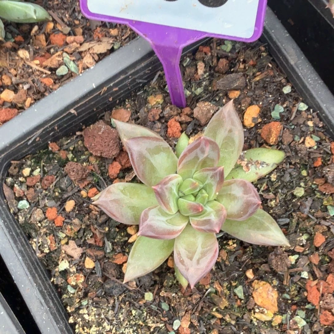 多肉植物一物一拍793