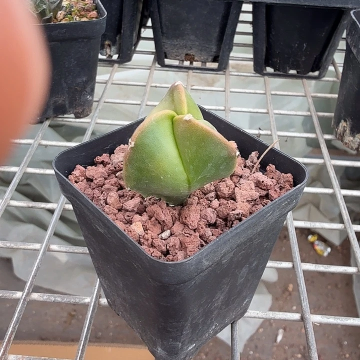 实生三角单头2仙人球