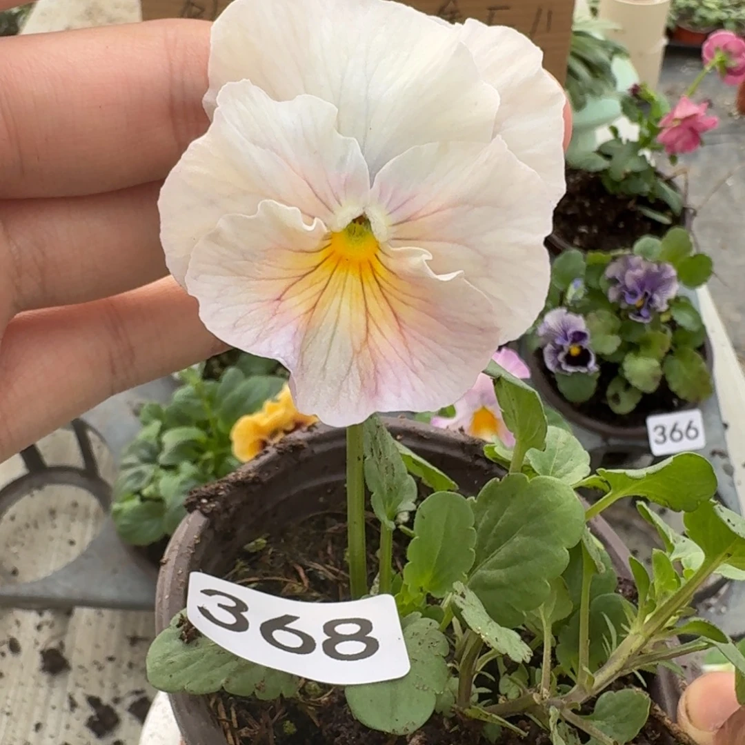 大部分花苞少量开放368