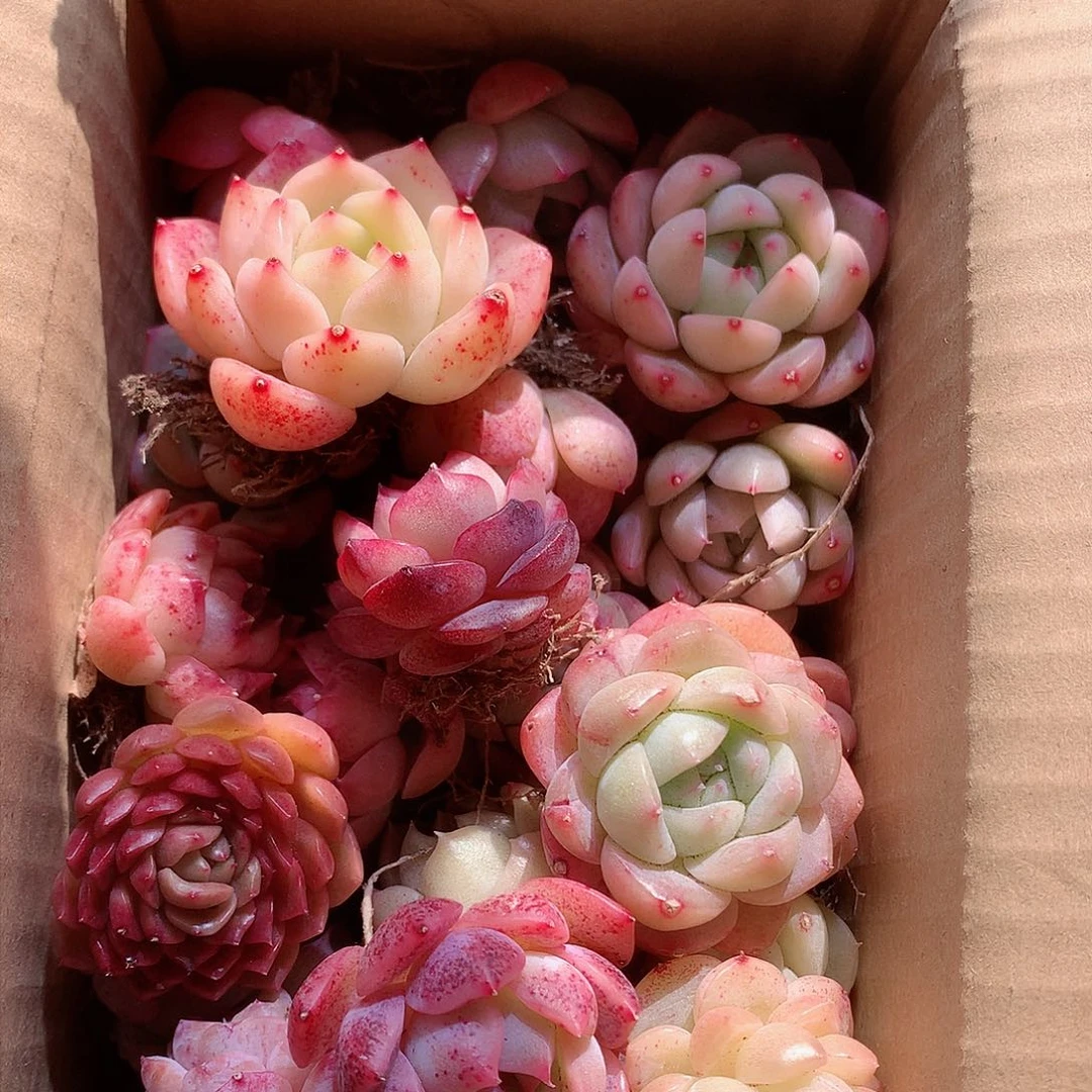 5-量拍品质保证脱土20-30颗冠幅2-4CM