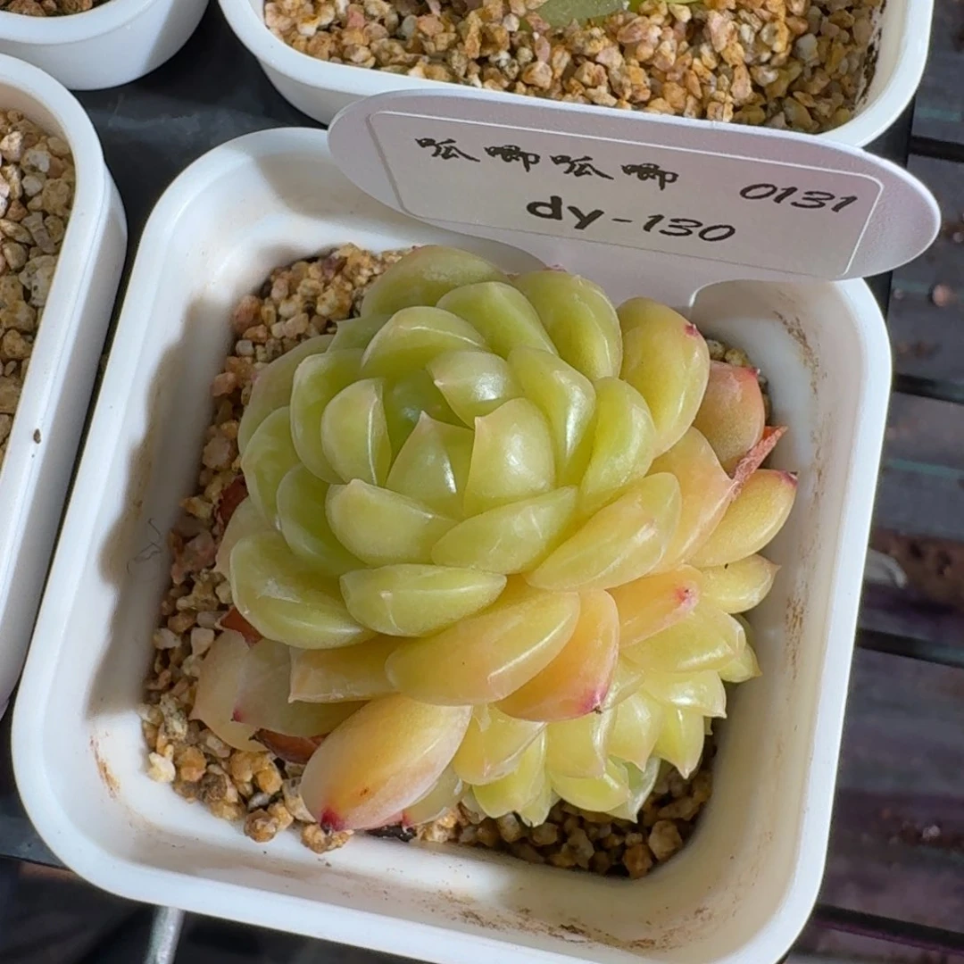 0131-0130-柠檬茶单头