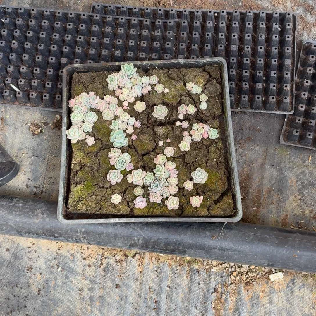 安*宽叶美尼珍妮糖心不带筐25-93