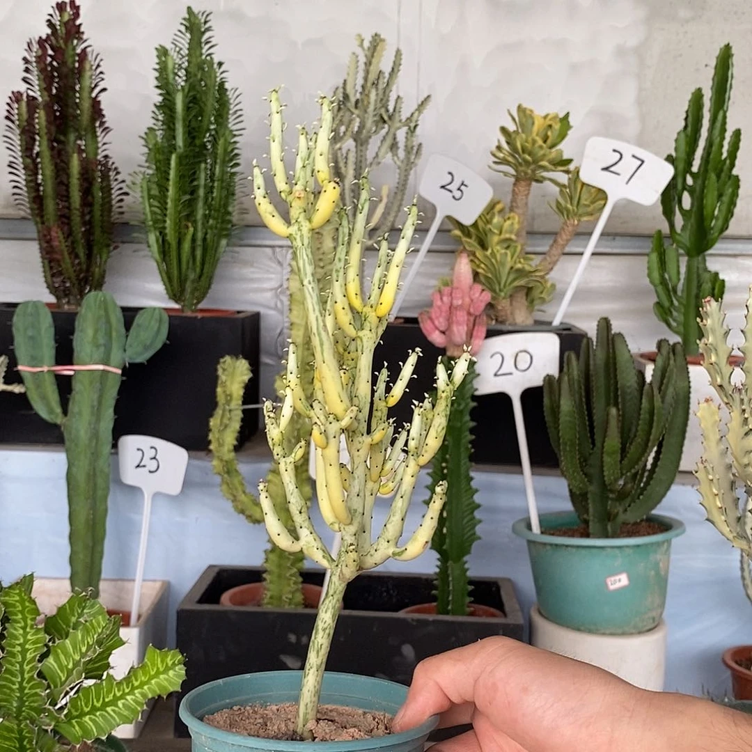 无花朵白玉珊瑚一物一拍
