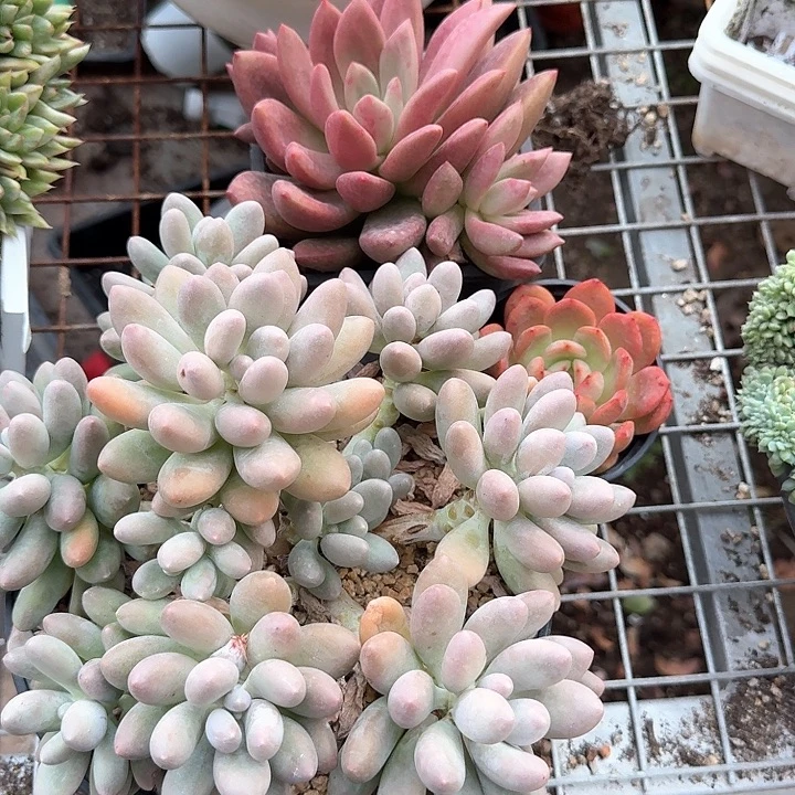 黄体汤圆加郝飞斯托