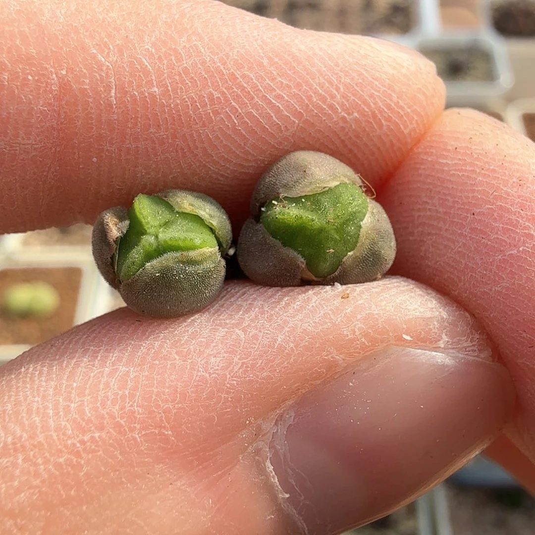 用****7dy5 647 sb793