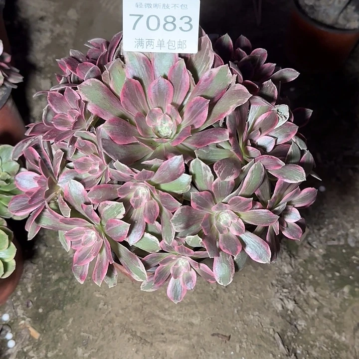 7083浣纱多肉植物