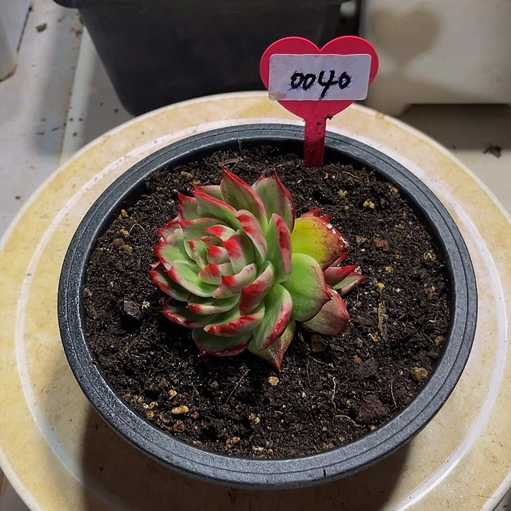 惊鸿仙子多肉植物40