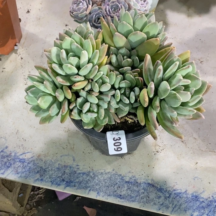 有***毒309海洋之星多肉植物